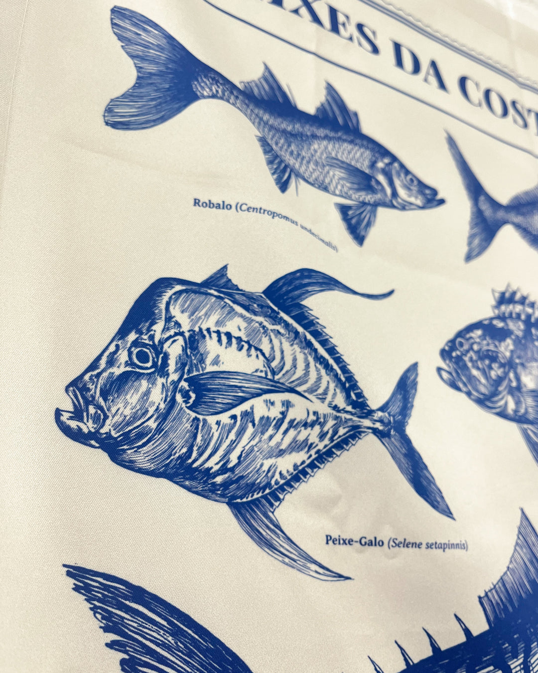 Bandeira | Peixes da Costa Brasileira